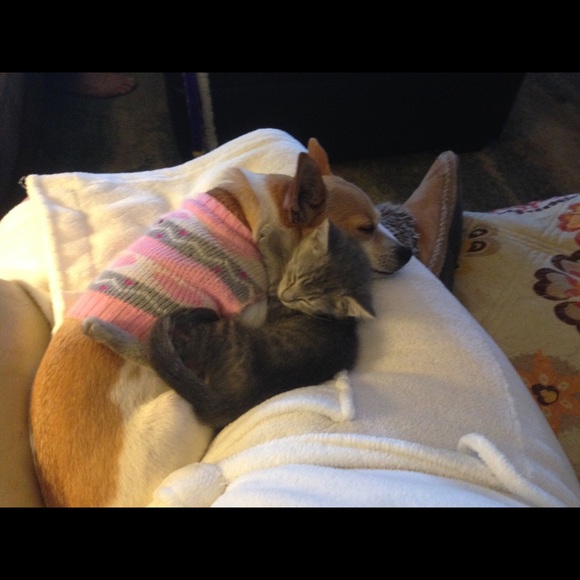 Meet your Posher, Martha (well two of my hobby) - Picture 5 of 8